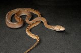 2024 C. B. Motley Reticulated Python (#10406-M)