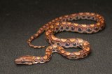 2024 C. B. Brazilian Rainbow Boa (#12302-F)