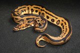 2025 C. B. Orange Dream Leopard Clown Ball Python (#3311-M)