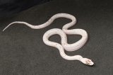 2023 C. B. Palmetto Corn Snake (#1401-M)