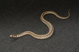 2024 C. B. Checkered Garter Snake (#11403-M)