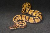 2025 C. B. Orange Dream Chocolate Enchi Ball Python (#3304-F)