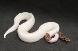 2024 C. B. Piebald Ball Python (#11303-M)