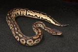 2024 C. B. Bongo Pastel Ball Python (#1307-F)