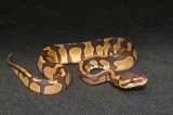 2025 C. B. Orange Dream Chocolate Enchi Ball Python (#3301-F)