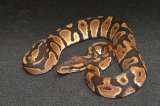 2025 C. B. Orange Dream Chocolate Enchi Ball Python (#3308-M)