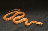 2023 C. B. Tessera Corn Snake (#1403-F)