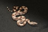 2024 C. B. Guyana Red Tail Boa (#12303-F)