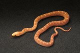 2024 C. B. Scaleless Texas Rat Snake (#1302-F)