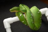 LTC Emerald Tree Boa (#12304-F)