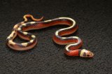 2024 C. B. Aberrant Splotched Sinaloan Milk Snake (#10101-M)