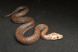 2024 C. B. Granite Burmese Python (#10405-M)