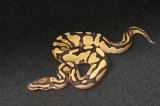 2025 C. B. Orange Dream Fire Enchi Ball Python (#3305-F)