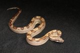 2024 C. B. Jungle Motley Boa (#9309-F)