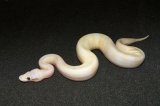 2024 C. B. Pastel Super Stripe Ball Python (#9302-F)