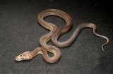 2024 C. B. Golden Child Tiger Reticulated Python (#10404-M)