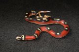 2024 C. B. Aberrant Splotched Sinaloan Milk Snake (#10103-F)