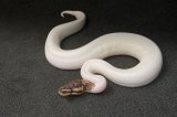 2024 C. B. High White Piebald Ball Python (#1305-M)