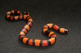 2024C.B.TricolorCamduran(CampbellixHonduran)MilkSnake (#10102-M)