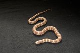 2023 C. B. Chocolate King Snake (#10106-F)