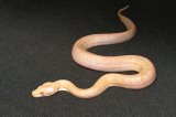 2024 C. B. Albino Granite Burmese Python (#10403-M)