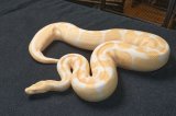 2019 C. B. Albino Ball Python (#10408-M)