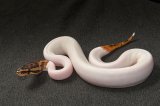 2024 C. B. Piebald Ball Python (#9304-F)